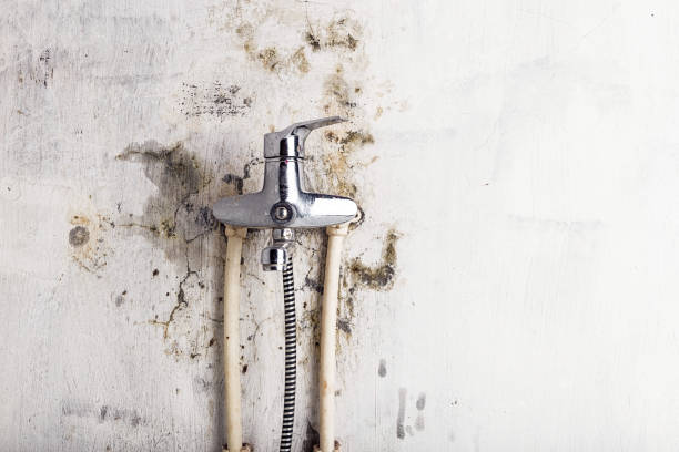 Best Health and Safety Mold Remediation in Exmore, VA