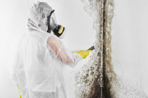 Best HVAC Mold Remediation in Exmore, VA