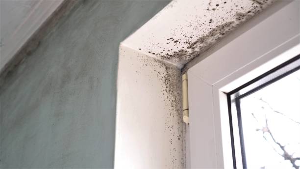Best DIY Mold Remediation Support Services in Exmore, VA