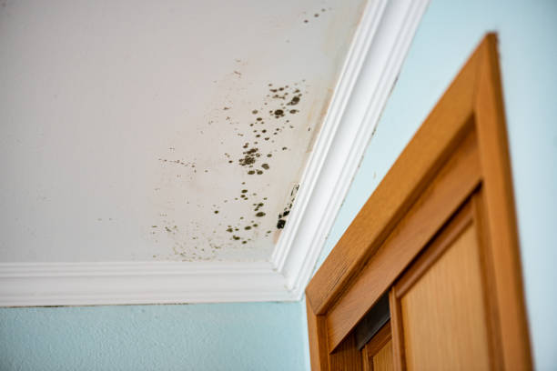 Best Mold Remediation for Specific Building Types in Exmore, VA