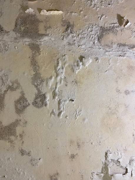 Best Industrial Mold Remediation in Exmore, VA