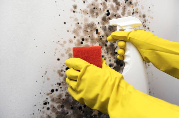 Best Preventive Mold Services in Exmore, VA
