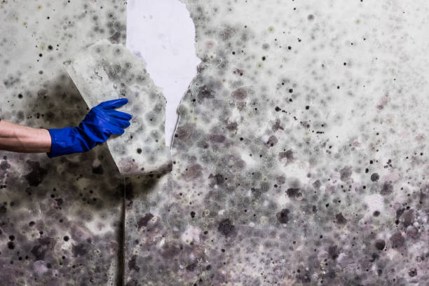 Professional Mold Remediation in Exmore, VA