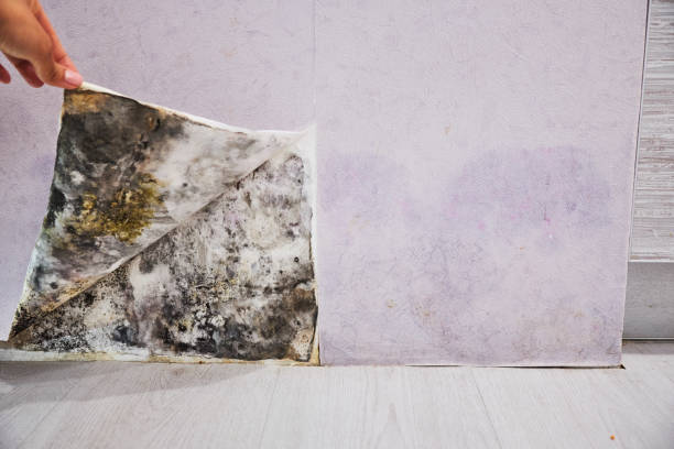 Best Commercial Mold Remediation in Exmore, VA